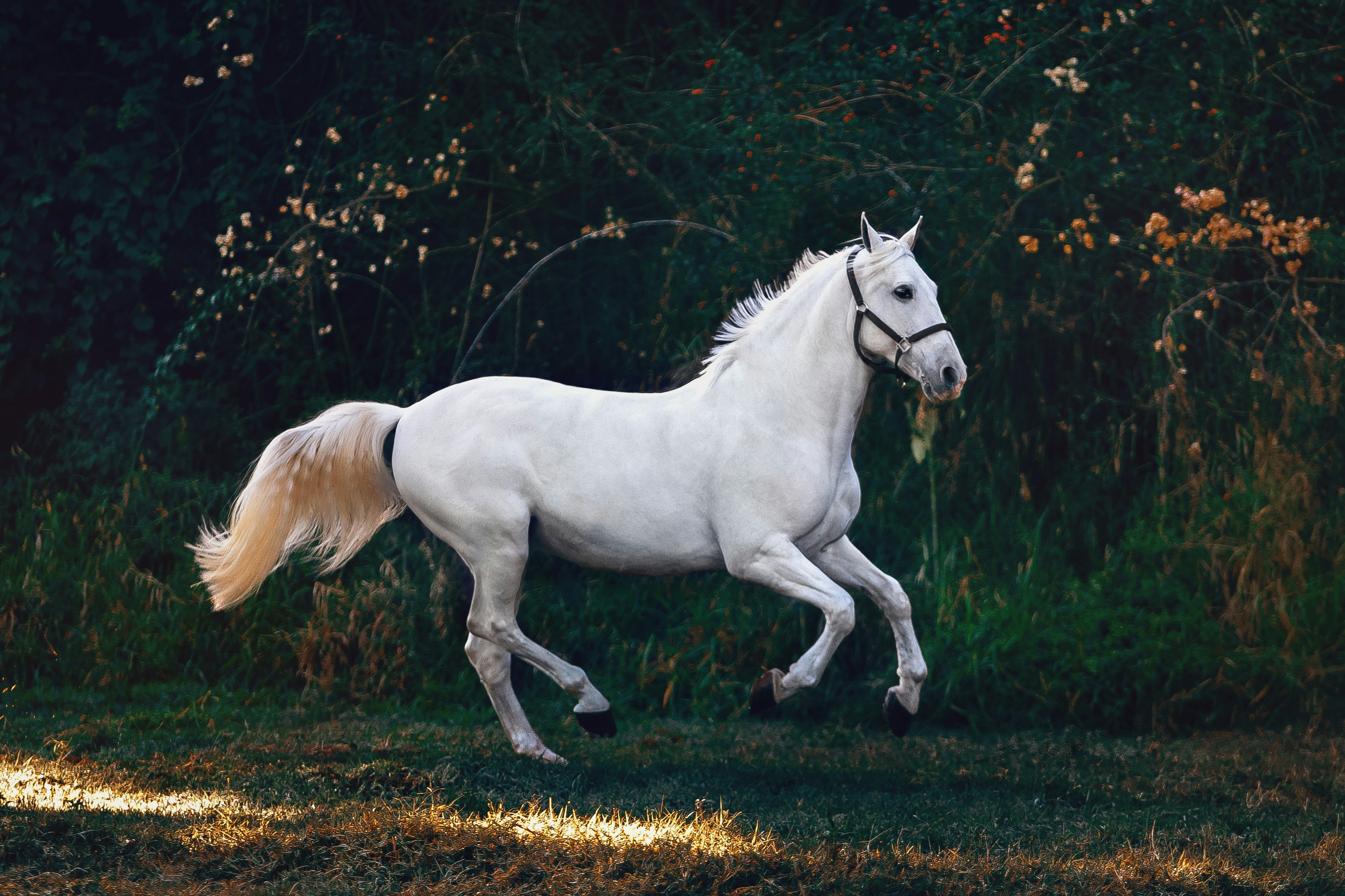 Balade à cheval
