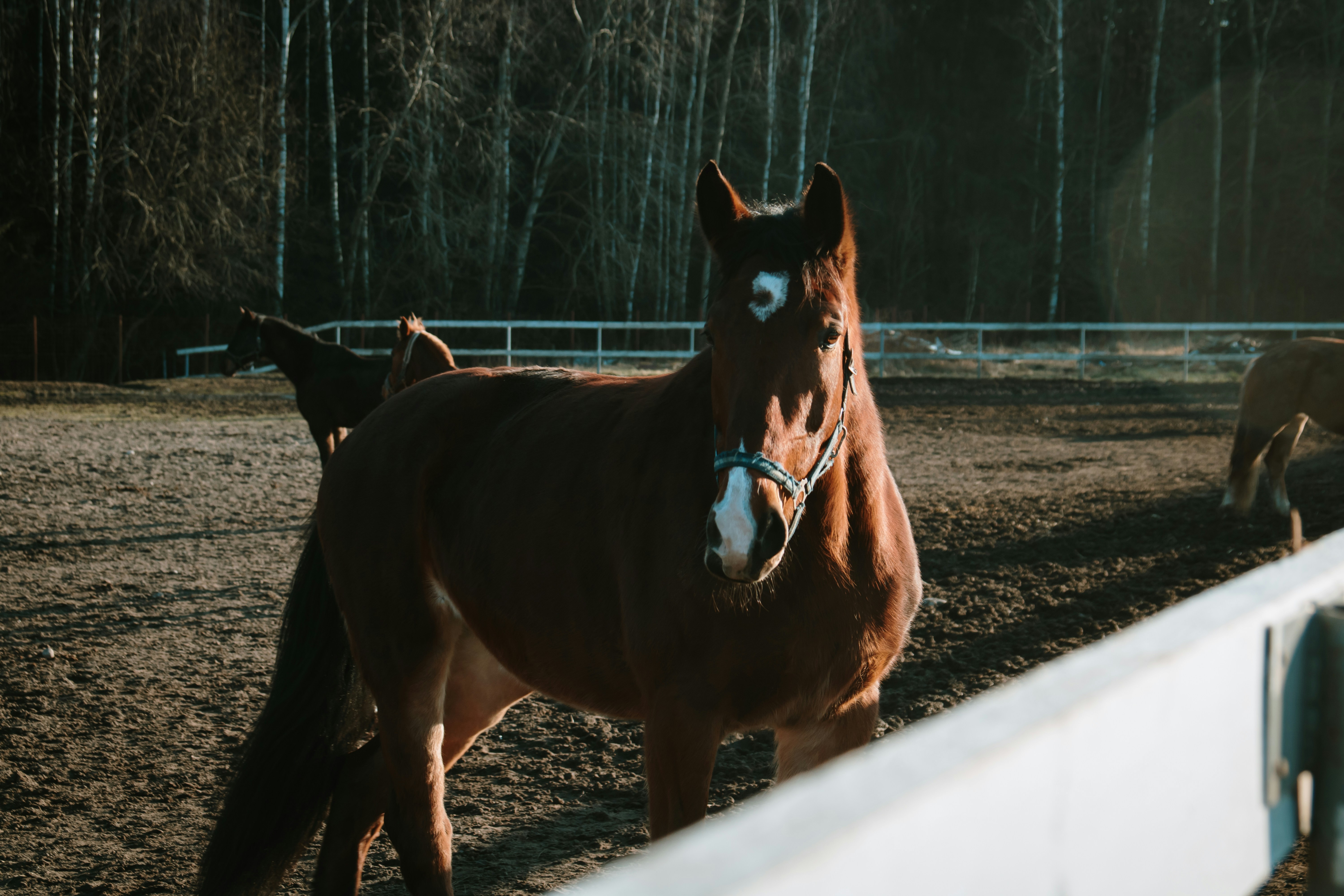 Chevaux au pré