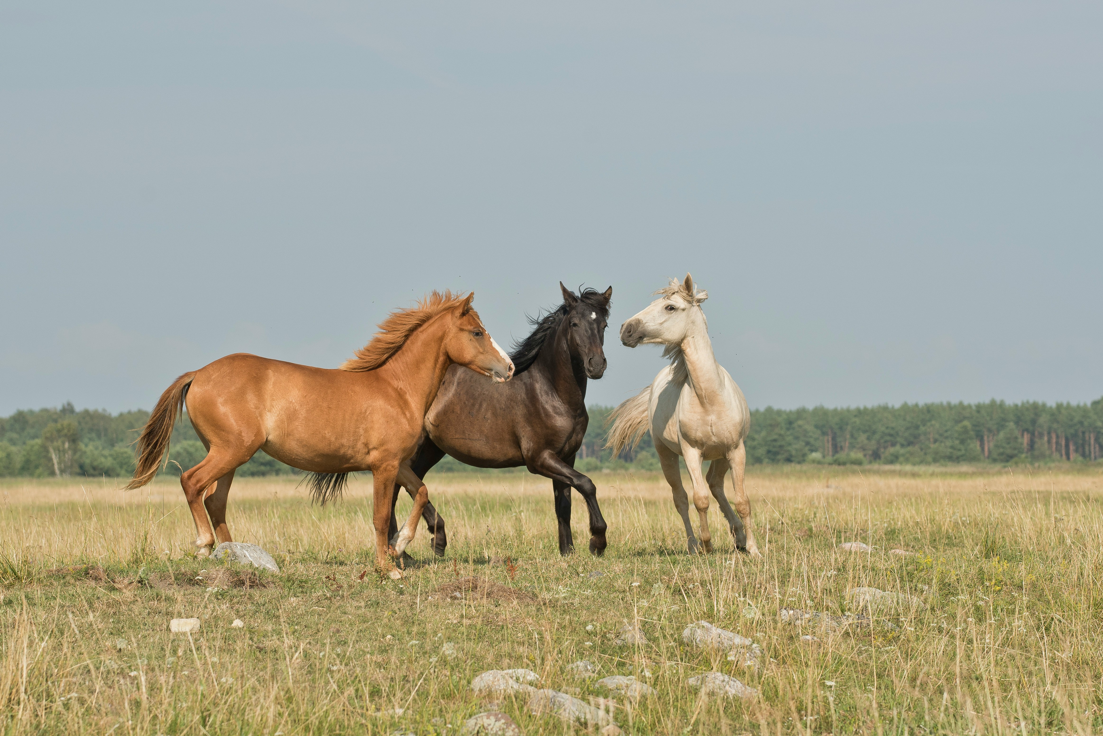 Chevaux au pré