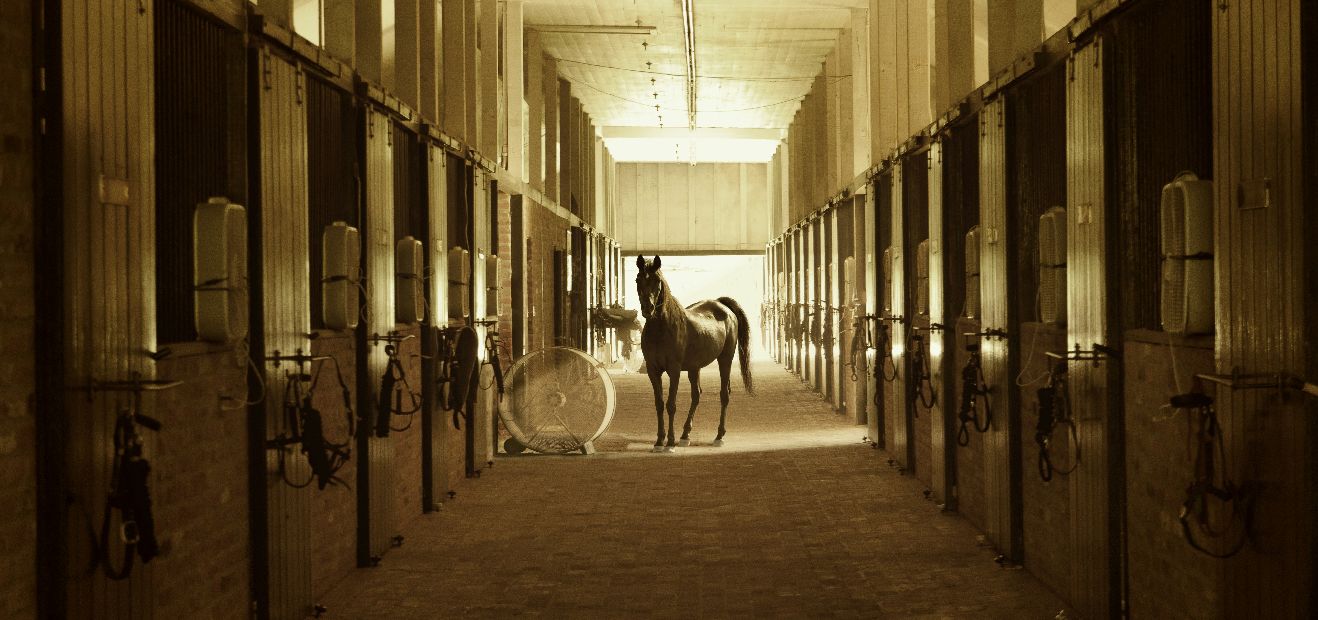 Soins aux chevaux