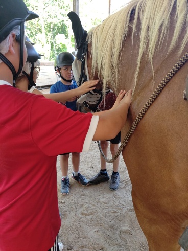 Soins aux chevaux pendant un stage
